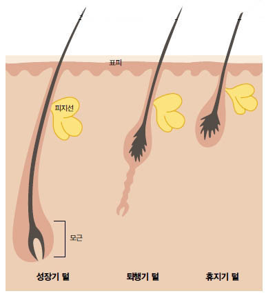 (그림2) 털의 성장 주기^털은 성장기, 퇴행기, 휴지기의 성장주기를 거친다. 성장기가 길수록 길게 자라는데 이런 성장주기는 털의 종류마다, 사람마다, 인종마다 틀리다. 털을 성장시키는 개개의 모낭은 평생 동안 10-20회 정도의 성장주기를 거친다.