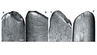 1백만년 전의 뼈 도구(a)와 흰개미집을 파헤칠 때 사용한 실 험도구(d)의 흔적이 동일하다. b와 c는 감자를 캔 실험도구.