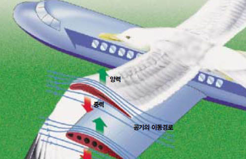 비행기의 날개 위쪽을 둥글게 하고, 아래는 평평하게 만들어 양력을 발생시킨다. 중력과 양력이 균형을 이뤄 일정한 고도를 유지하는 것이다.