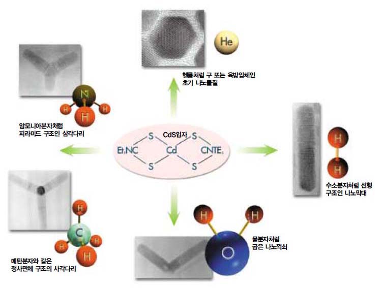 (그림 1) CdS 반도체 나노입자의 다양한 형태^초기에 만들어진 나노물질은 구 또는 육방입체 형 태를 띠었으나, 화학적 합성의 반응 조건을 달리 함으로써 다양한 모양의 반도체 나노결정을 얻을 수 있다. 이 사실은 최근에 필자의 연구팀에 의 해서 밝혀졌다.
