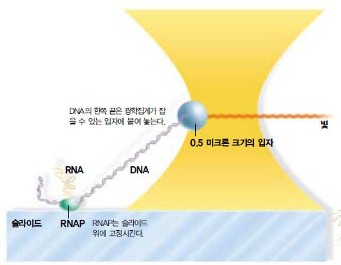 (그림1) 광학집게로 생체분자의 힘 측정^광학집게로 RNAP가 DNA 이중나선을 지나가면서 RNA를 만들 때 드는 힘을 측정할 수 있다. RNAP와 입자간에 DNA를 놓고 줄다리기 시합을 벌이는 방법으로 가능하다. 만약 광학집게가 12×10-12N보다 큰 힘으로 잡아당기면 RNAP는 제기능을 수행하지 못한다.