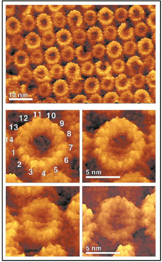 생명체가 살아가는데 필수적인 연료분자인 ATP 를 만드는 효소인 ATP synthase의 AFM 영 상. 과학자들이 ATP synthase가 14개의 반지모양의 터빈으로 구성돼 있음을 알게 됐다. 이 사실은 과학자들이 이전까지 3의 배 수일 것으로 믿어왔던 것을 뒤집었다.
