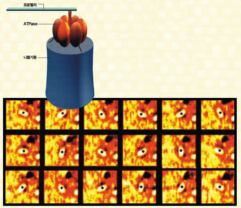 나노프로펠러^생체분자는 화학에너지를 거의 1백% 가까 이 기계적인 일로 전환시킬 수 있다. 그래 서 과학자들은 생체분자를 이용한 나노기 계 개발이라는 매력적인 연구에 몰두한다. 그 가능성을 보여준 것이 코넬대 연구팀의 나노프로펠러다. 생체에너지인 ATP가 ATPase에 공급되면 ATPase가 돌면서 프 로펠러도 함께 회전한다. 아래 사진은 광학현미경으로 얻은 프로펠러의 회전 모습이다.