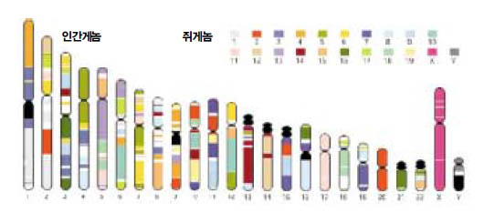 인간 게놈과 쥐의 게놈이 일치하는 부분을 표시한 그림. 인간의 염색체가 쥐의 몇번 염색체와 일치하는지 알 수 있다.