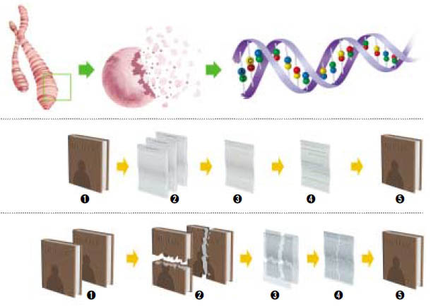 인간 게놈의 두가지 해독방법^다국적팀과 셀레라는 서로 다른 방식으 로 인간게놈지도를 완성하는데 성공했다. 옆의 그림은 다국적팀의 방식으로‘유전 자 지도’를 먼저 그린후‘염기서열’을 나 중에 분석하는 전략이었다. 인간게놈을 생명의 유전정보가 모두 담겨있는 한권의 책에 비유하면, 다국적 팀과 셀레라가 어떻게 책의 전체 내용을 밝혔는지 이해하기 쉽다.