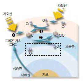 (그림4) 오존층의 파괴^냉장고∙에어컨의 냉매나 스프레이에서 내용물을 밀어내는 용도로 사용되던 프레온가스(염화플루오르화탄소, CFC)가 오존층으로 올라가 자외선을 흡수하면서 염소원자(Cl)가 떨어져 나온다(①). 염소원자는 오존을 파괴하며 일산화염소가 되는데(②), 일산화염소(ClO)가 다시 반응해 염소원자(Cl)를 만들어낸다(③). 반응②와 반응③은 수만번 순환되는 것으로 알려져 있다. 따라서 염소원자 1개는 오존분자 수만개를 파괴하는 것이다.