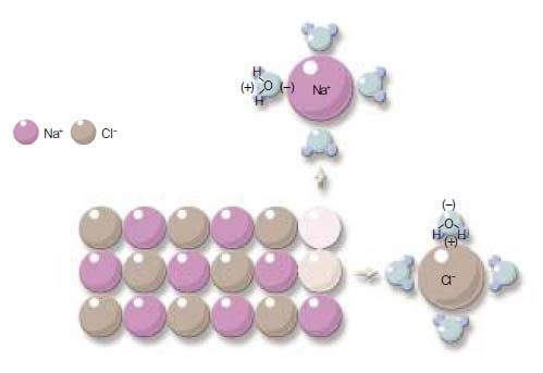 (그림1) 이온결정 물질의 용해^양이온은 물의 음극 쪽에 의해 둘러싸이고, 음이온은 물의 양극 쪽에 의해 둘러싸인다. 그림은 소금이 물에 녹는 경우다.