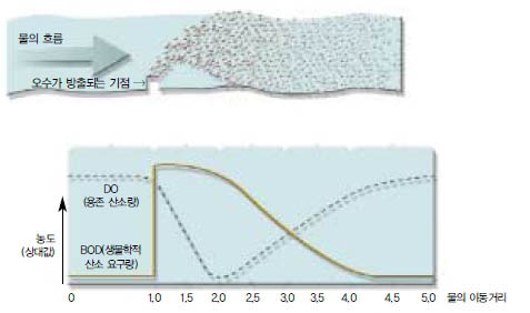 (그림1) 하천의 자정 작용^하천의 오수가 유입됐을 때 DO와 BOD의 변화를 나 타낸 그림이다. 그림에서 BOD(생물학적 산소 요구 량, biochemical oxygen demand)란 유기양분의 양 을 나타내는 지표이다. 유기 양분이 분해되면서(BOD 감 소) 산소가 소비돼 DO가 줄어든다.
