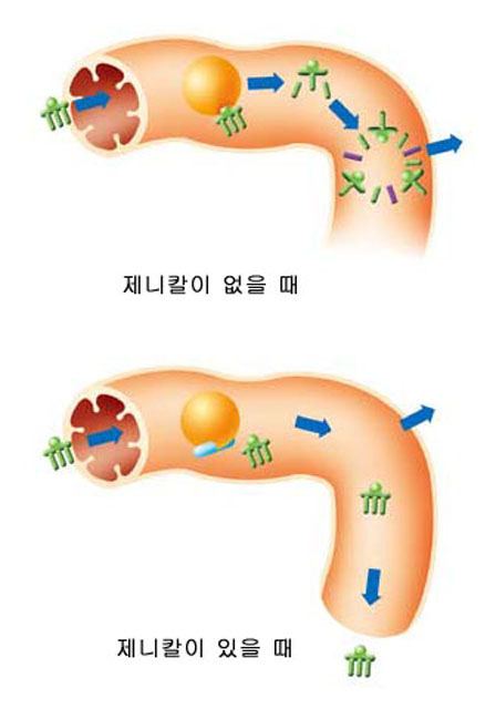 (그림1)지방의 소화과정과 제니칼의 작용^우리가 섭취한 지방분자(트리글리세라이드)는 매우 커서 장에서 바로 흡수되지 않 는다. 이자에서 분비된 리파제 효소의 도움으로 좀더 작은 지방분자(모노글리세라 이드)로 쪼개진 후, 장속의 담즙산과 결합해 소장의 외벽으로 흡수된다. 그러나 제 니칼은, 지방과 결합할 리파제의 작용부위를 차단해 지방의 소화∙흡수를 억제한 다. 섭취한 지방의 30%는 소화되지 못하고 그대로 배설된다.