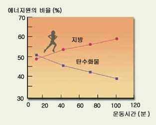 (그림3) 운동시간별 에너지원의 비율^운동 시작 30분 후부터 지방의 소비율이 탄수화물보다 높아진다. 따라서 체지방을 빼려면 30분 이상 운동해야 한다.
