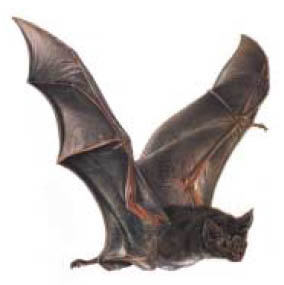 초음파를 이용해 어두운 동굴 속을 자유롭게 날아다니는 박쥐. 박쥐의 초음파는 어떻게 밝혀졌을까.