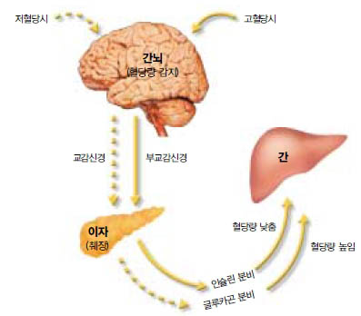 (그림3) 혈당량의 조절^간뇌는 혈당량을 감지하여 자율신경(교감신경,부교감신경) 및 호르몬(인슐린,글루카곤) 의 작용을 통해 혈당량을 낮추거나 높인다. 그 결과(혈당량)는 간뇌에 의해 다시 감지 된다. 이러한 과정을 통해 인체의 혈당량은 일정하게 유지된다.
