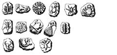 베링거가 발굴해 기록한 가짜 화석들. 납작한 표면에 여러 동 물들이 입체적으로 새겨져 있는 모습이 황당하다. 화석 생성과 정이 밝혀지지 않았던 시대의 해프닝이었다.