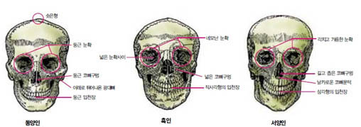 (그림1) 인종에 따른 머리뼈의 특징