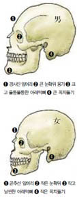 (그림2) 머리뼈의 남녀차이