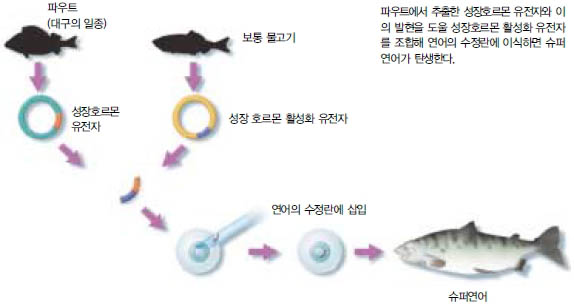 (그림1) 슈퍼연어의 탄생과정