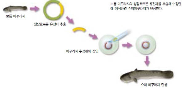 (그림2) 슈퍼미꾸라지의 탄생과정