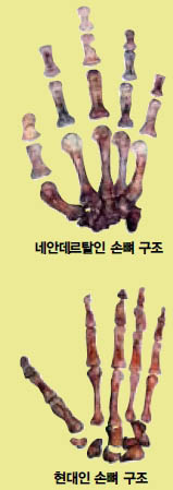 (그림2) 네안데르탈인과 현대인의 손뼈구조