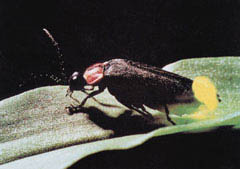 반딧불이가 다양한 주기와 강도로 빛을 내는데는 산화질소의 역할이 크다.