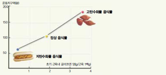 (그림1) 식이요법에 따른 근육내 글리코겐 양과 운동지구력^섭취하는 음식물에 탄수화물의 양이 많을수록 다리 근육내에 축적되는 글리코겐의 양이 많아지고 운동을 지속할 수 있는 지구력이 늘어난다. 예를 들어 고탄수화물 음식물을 섭취했을 때가 고지방 음식물을 섭취했을 때보다 3배 이상의 지구력을 나타냈다.