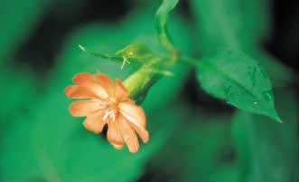 스님을 기다리다 얼어죽은 동자의 슬픈 얘기를 간직한 동자꽃(Lychnis cognata). 주황색 꽃은 어린 동자의 얼 굴일까.