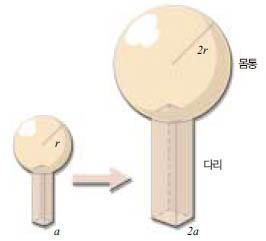 각 부분의 길이가 2배씩 커진다면 무게는 8배가 되는데, 다리(기둥)의 단면적은 4배밖에 안커 지므로 무게를 지탱하기 힘들어진다. 크기와 표면적에 대한 문제는 자연현상을 이해하는 기본 적인 주제이므로 잘 정리해둬야 한다.