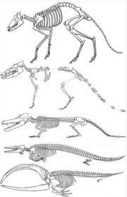 고래의 진화과정. 왼쪽 아래의 그림이 이번에 발굴된 화석 이다.