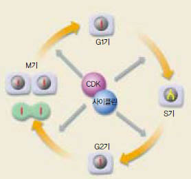세포주기^세포는 성장과 분열을 통해 자기복제를 수행하는데, 이 과정을 세포주기 라 한다. 세포는 세포분열 시작을 결정하는 G1기에서, 염색체를 복제하는 S기, 충분한 크기로 성장하는 G2를 거쳐, M기에서 염색체와 세포질이 분 리돼 두개의 세포로 나눠진다. 이번 생리∙의학상 수상자들은 세포분열을 조절하는 CDK와 이를 통제하는 사이클린의 메커니즘을 밝혔다.