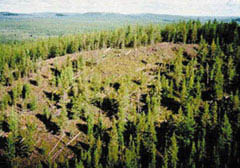 아직도 1백여년 전의 상처를 안고 있는 퉁구스카의 전경. 곳 곳에 쓰러졌던 나무의 흔적이 보인다.