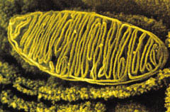 미토콘드리아는 세포질 내에 위치하며 세포에 필요한 에너지를 생산한다. 또한 미토콘드리아 의 유전자는 세포의 핵이 아니라 미토콘드리아 자체에 내장돼 있다.