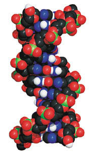 DNA를 구성하는 네염기는 각각 주어진 자신의 짝하고만 반응한다. A는 T, 그리고 C는 G하고만 결 합한다. 이를 DNA의 상보성 원리 라고 한다.