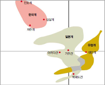 (그림 2) 혈액단백질의 연관 정도^16개 혈액단백질의 분석 결과를 모아 함께 분석해 얻은 최종결과. 한국개는 겉모양은 달라 도 혈연으로 밀접하게 연결돼 있다는 사실을 보여준다.