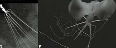 길이 7m에 특이하게 굽은 다리를 가진 새로운 오징어가 심해 5천m에서 발견됐다.