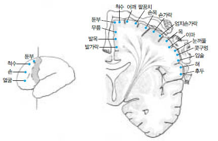 사람 뇌의 뇌운동영역지도. 2차 세계대전 중 히틀러의 수하 게벨스는 유태인을 대상으로 끔찍한 실험을 통해 이런 연구결과를 얻기도 했다.