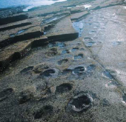 경상남도 남해 해안에 남아있는 1억년 전 공룡발자국 화석. 이 를 통해 이 지역 암석이 중생대에 쌓였다는 사실을 알 수 있다.