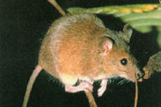 보통 생쥐의 모습. 최근 세포의 크기가 보통 생쥐보다 작 은 미니 생쥐가 등장했다.