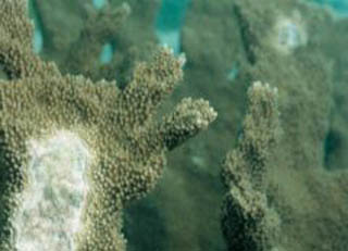 멸종 위기에 처한 엘코혼 산호. 오른쪽 산호의 하얀 부위가 백 두에 걸린 부분이다.