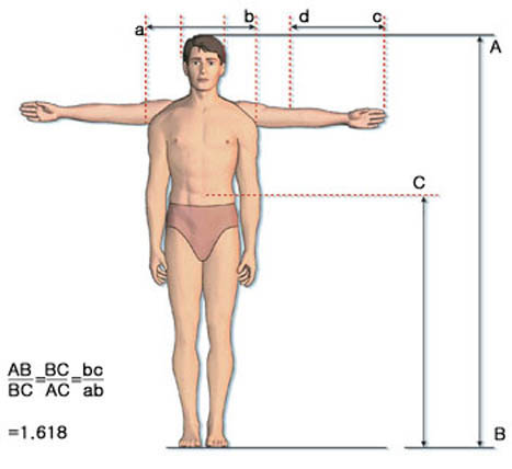 (그림) 운동선수의 황금비