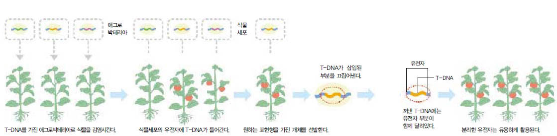 (그림1) T-DNA를 사용한 유전자 발굴^애그로박테리아의 T-DNA는 돌연변이체 생산에 활용할 수 있게 적절히 변형돼 있다. 예를 들어 열매와 관련된 유전자를 알고 싶을 경우, 열매와 관련된 표현형에 돌연변이가 일어난 개체를 선택한다. 이 개체의 T-DNA에 달려 나오는 유전자는 클로닝을 통해 확인된다.