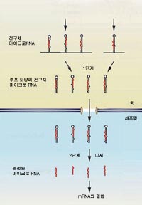 마이크로RNA의 생성 과정^마이크로RNA는 세포 안에서 긴 전구체 형태로 합성된 후, 핵 에서 1단계 변형을 거쳐 세포질로 이동한다. 이어 세포질 내 에서 2단계 변형을 거쳐 그 기능을 수행한다.