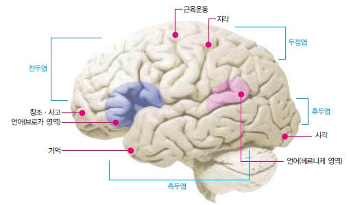 (그림) 대뇌의 언어중추^대뇌의 측두엽에 위치한 브로카 영역은 언어구사에 필요한 근육조절을 담당하고, 베르니케 영역은 언어의 의미를 파악하는 역할을 담당한다. 즉 귀를 통해 들어간 말소리는 베르니케 영역에서 해석된 후, 브로카 영역을 거쳐 입으로 표현된다.