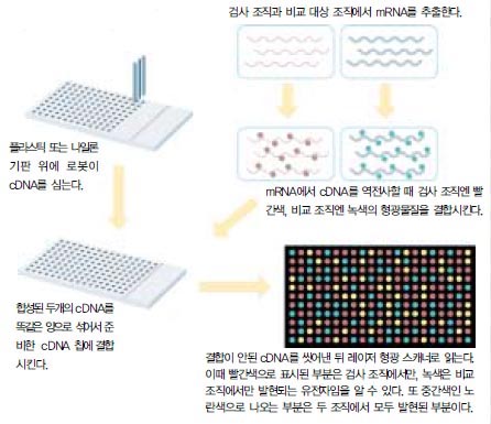 (그림 2) DNA 칩의 원리