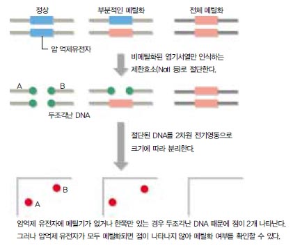 (그림 1) RLGS 기술을 이용한 암억제 유전자 메틸화 분석