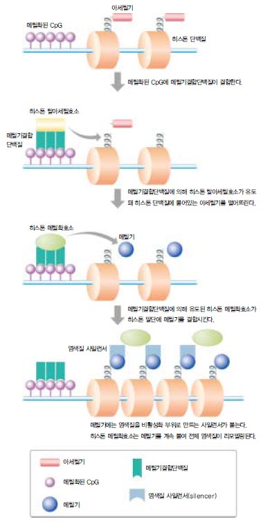 (그림 2) 메틸기에 의한 유전자 억제 메커니즘