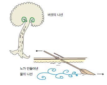 버섯의 나선