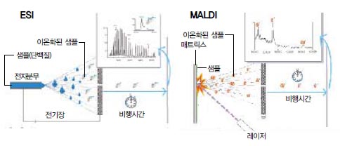 (그림) ESI와 MALDI의 기본 원리^존 펜 교수의 전자분무 이온화(ESI) 방법은 스프레이처럼 단백질을 품어내 이온화시키는 원리를 이용한다. 분무된 단백질은 수분이 증발하면서 질량에 따라 다양하게 이온화된다. 이온화된 단백질이 맞은편에 도달하는 비행시간을 측정하면 단백질의 질량을 알아낼 수 있다. 다나카 코이치의 MALDI는 전자분무 대신 레이저를 이용한다. 이때 단백질의 구조를 유지하기 위해 매트릭스를 거쳐 단백질에 에너지를 전달한다. 약한 레이저를 맞은 단백질은 역시 가스상태로 이온화된다.