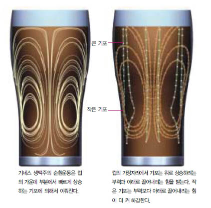 (그림1) 기네스 흑맥주의 순환운동과 기포의 이동