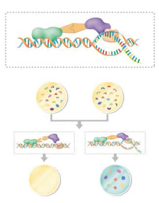 (그림1) 효모2-하이브리드 방법 효모의 유전자 발현 조절 단백질인 GAL4는 DNA 에 결합하는 부분(GAL4-DBD)과 RNA중합효소 에 결합하는 부분(GAL4-AD)으로 나뉜다. 그림의 X 와 Y에 해당하는 단백질군을 만든 뒤 이들을 배지 위에서 섞으면 단백질 간의 결합여부를 대량으로 파 악할 수 있다.