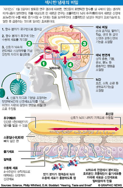 섹시한 냄새의 비밀