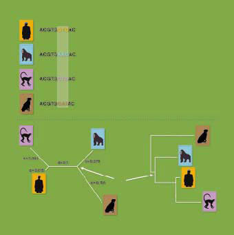 (그림2) 4종의 동물에 대한 진화 계통도 작성 예^인간, 고릴라, 침팬지, 개의 특정 유전자 염기서열을 분석한 다 음, 차이가 나는 부분을 각각 비교한다. 이를 바탕으로 두 동물 사이의 진화거리를 구한 다음, 수학적으로 보정해 하나의 그림 에 나타낸다. 이 그림에서 외부그룹인 개가 제일 먼저 진화한 것으로 보고 계통도를 완성한다. 염기서열의 차이는 임의로 설 정한 것이다.